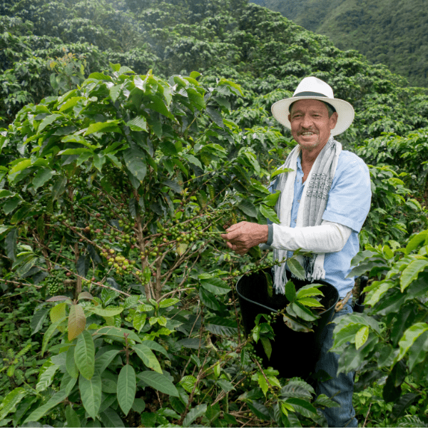 Natural Sumatra Gayo Mountain - Sustainably Sourced - Passport Coffee & Tea - Shop