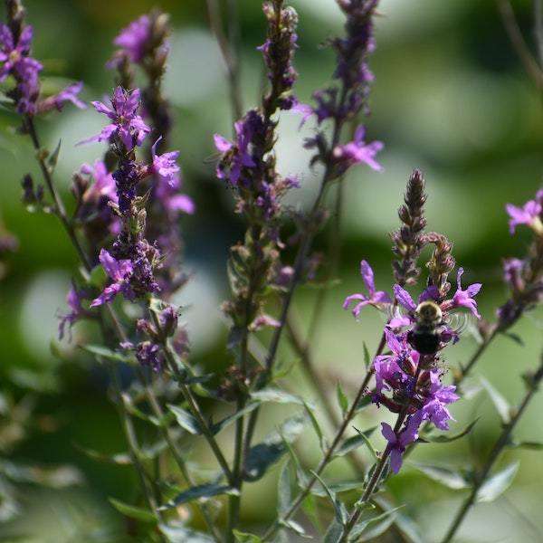 Butterfly Lavender Green Tea - Passport Coffee & Tea - Shop