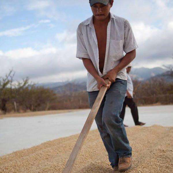 Green Coffee Beans - Passport Coffee & Tea - Shop