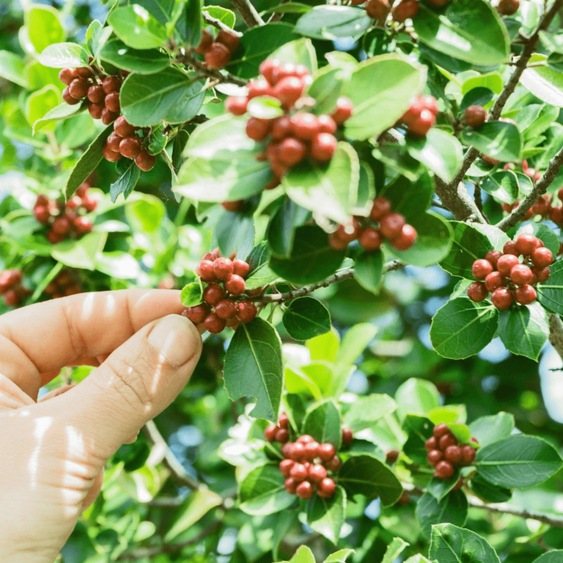 Ethical Sourcing, Sustainable and Farm Direct Coffee Beans - Passport Coffee & Tea - Shop