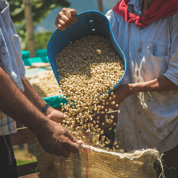 Gayo Land: The Heart of Sumatra Coffee - Passport Coffee & Tea - Shop