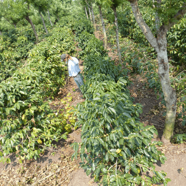 Single Origin vs. Blends: What’s the Difference? - Passport Coffee & Tea - Shop