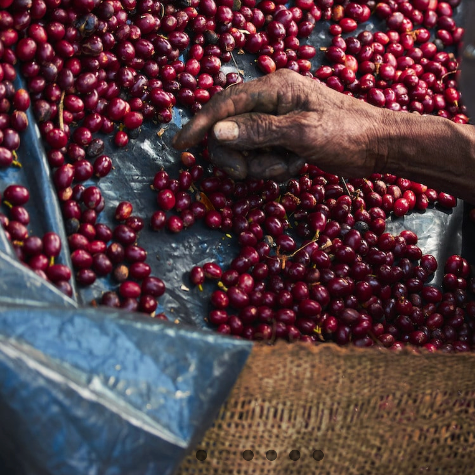 A close-up of a person's weathered hand sorting through fresh, dark red coffee cherries spread across a blue tarp and burlap sack.