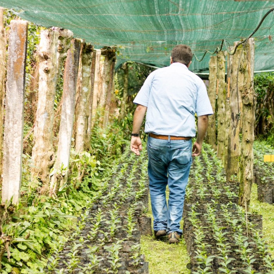 El Salvador SHG El Borbollon Highlands
