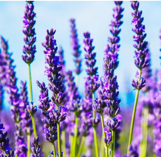 Lavender Flower - Herbal