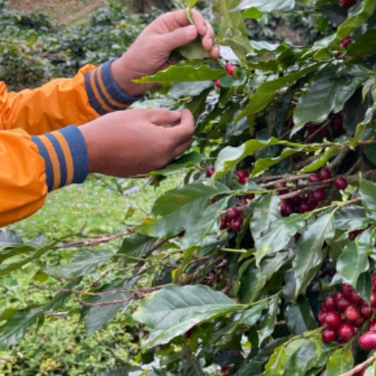 Colombian Black Condor - Passport Coffee & Tea - Shop