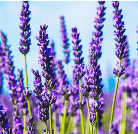 Lavender Flower Herbal Tea - Passport Coffee & Tea - Shop