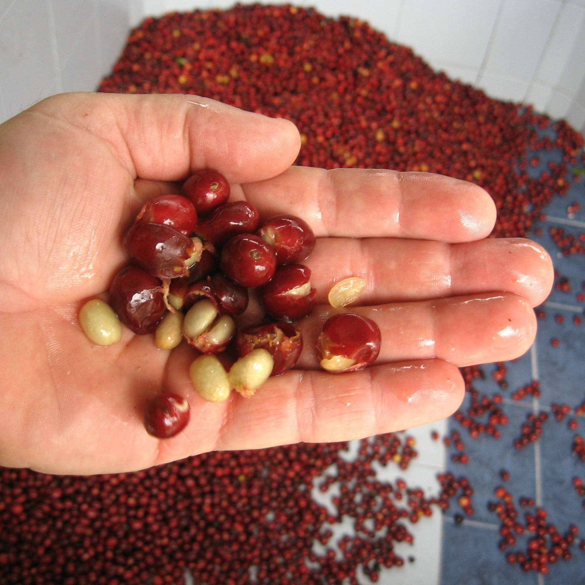 Decaf Forster and Burnett Espresso - Passport Coffee & Tea - Shop