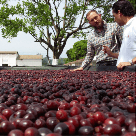 El Salvador SHG El Borbollon - Passport Coffee & Tea - Shop