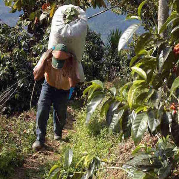 Guatemalan - Farm Direct, El Santo - Passport Coffee & Tea - Shop
