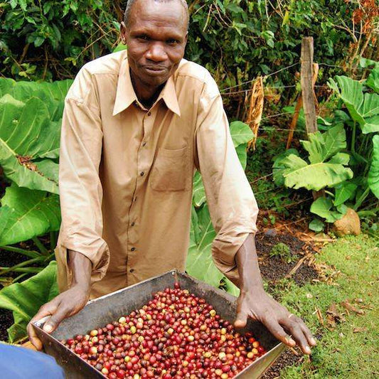 Kenya AA Nguvu - Passport Coffee & Tea - Shop
