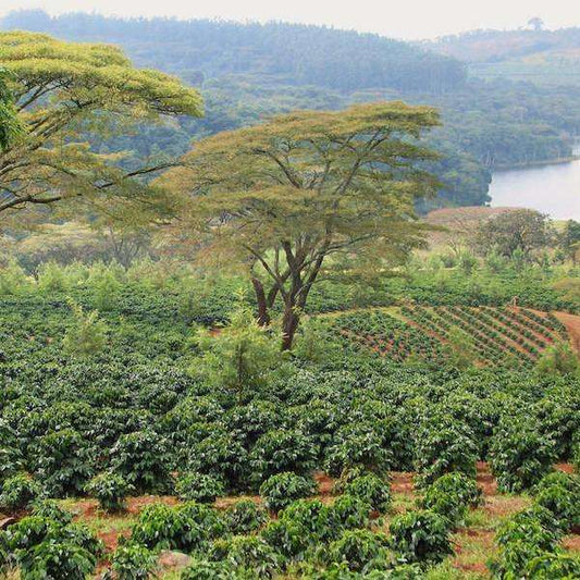 Tanzanian Peaberry - Zanzibar - Passport Coffee & Tea - Shop